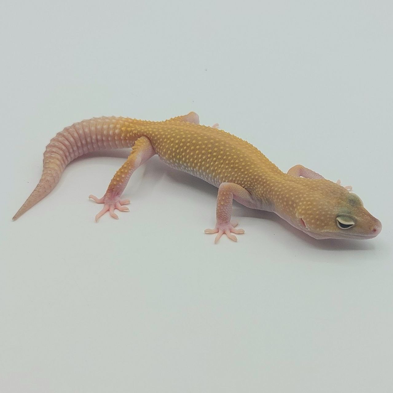 Gecko Leopardo – Eublepharis macularius