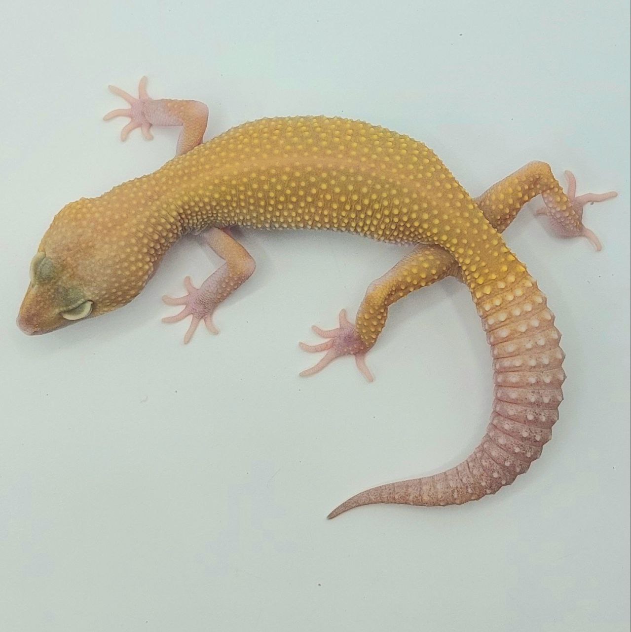 Gecko Leopardo – Eublepharis macularius