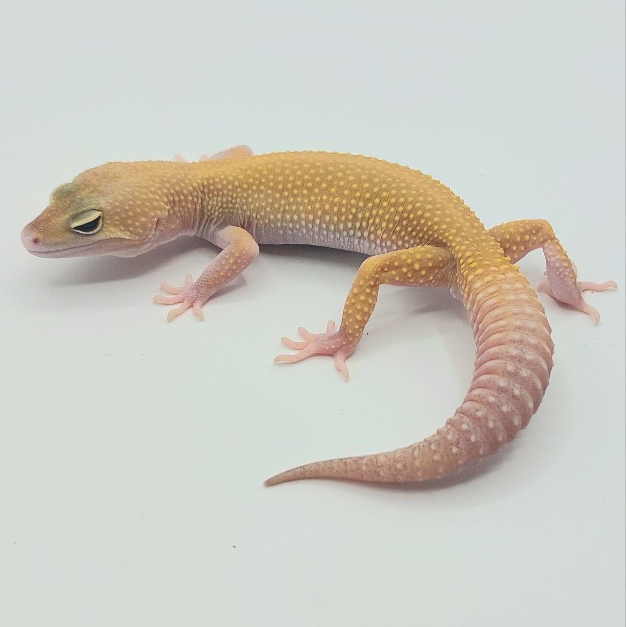 Gecko Leopardo – Eublepharis macularius