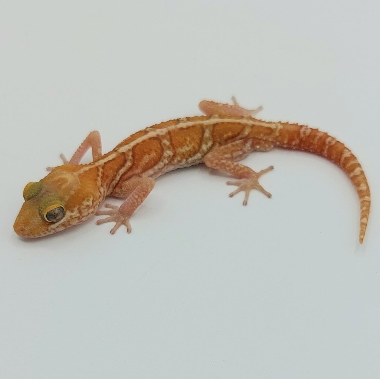Gecko pantera – Paroedura picta