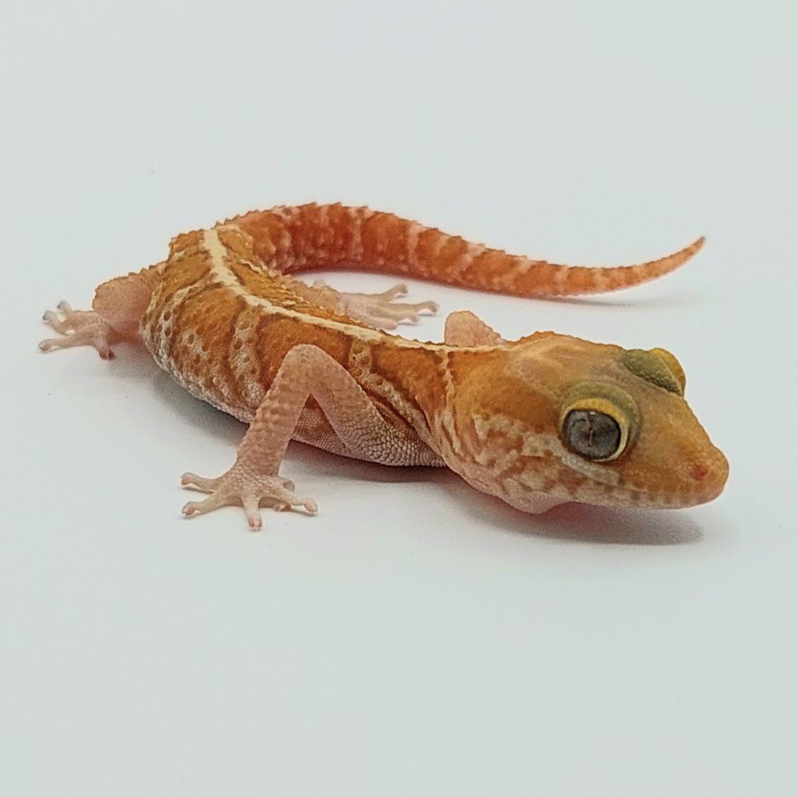 Gecko pantera – Paroedura picta