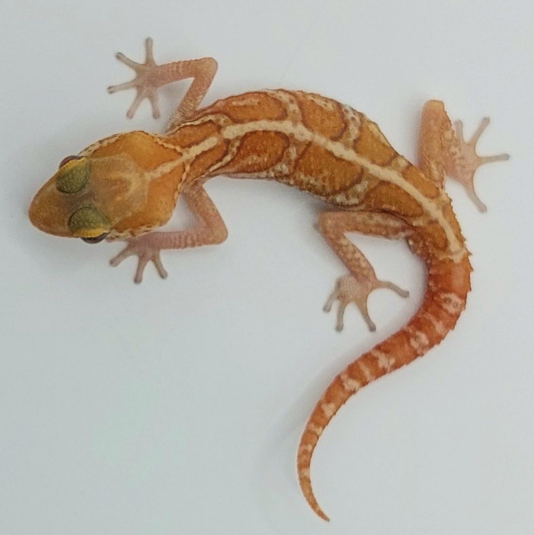 Gecko pantera – Paroedura picta