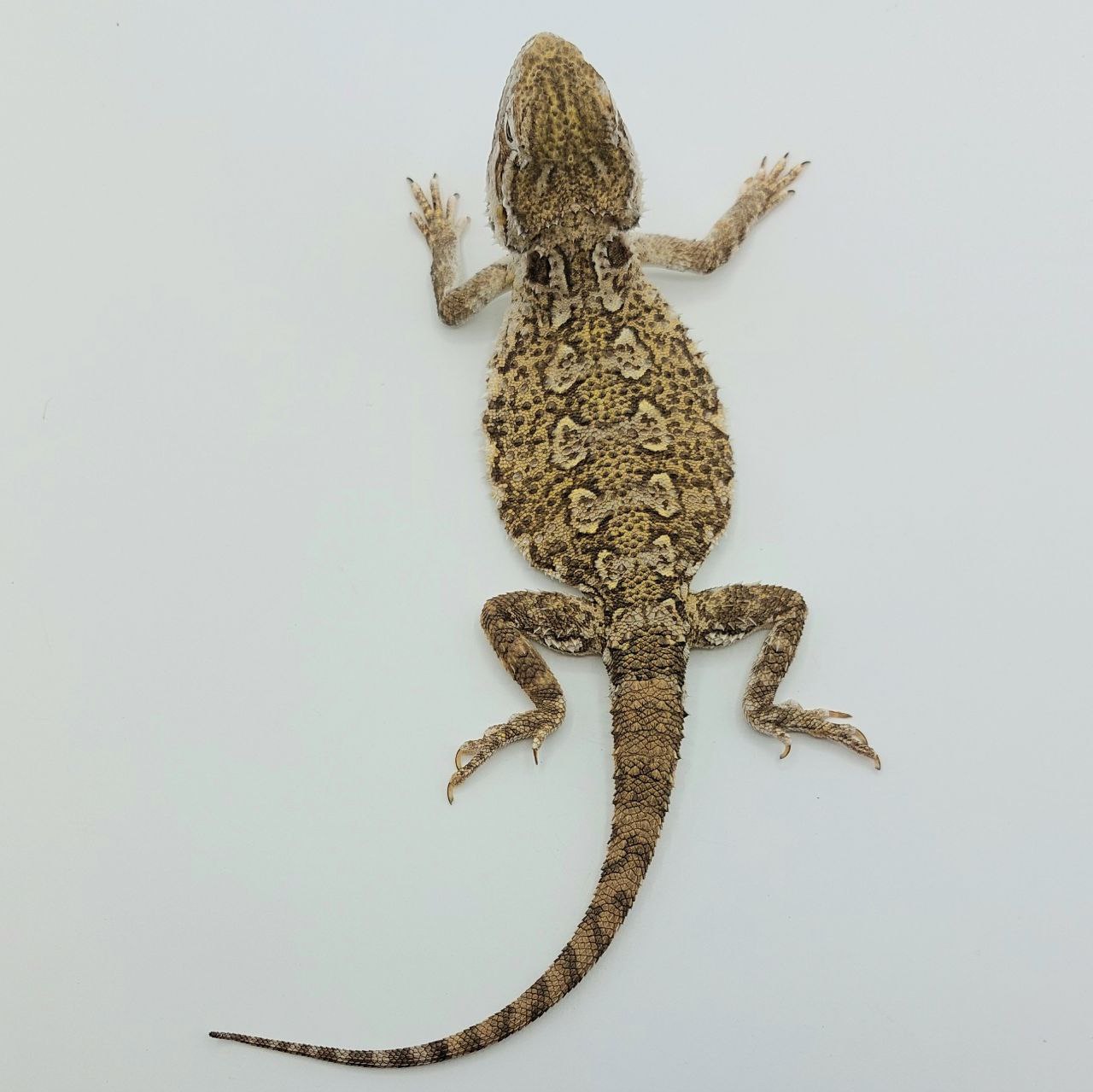 Pogona HENRYLAWSONI