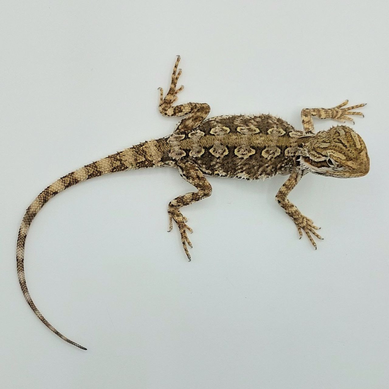 Pogona henrylawminor