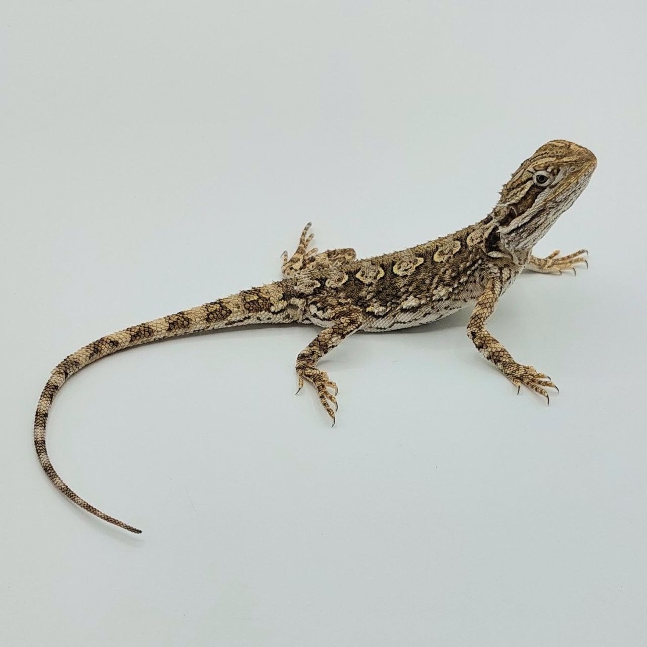 Pogona henrylawminor