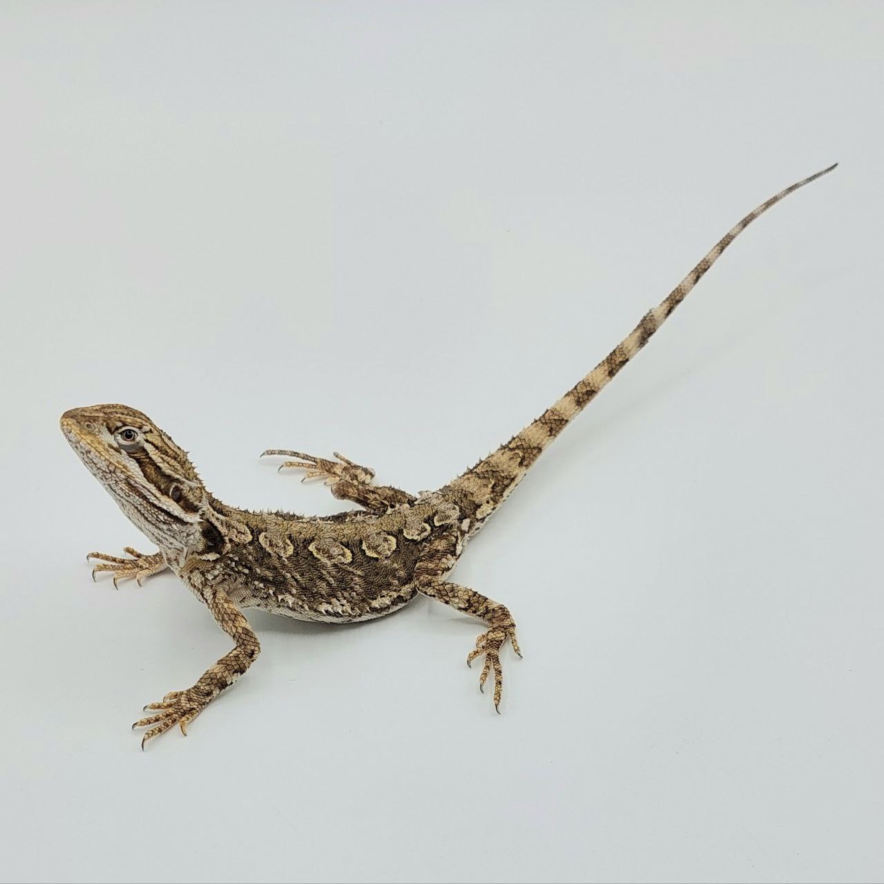 Pogona henrylawminor