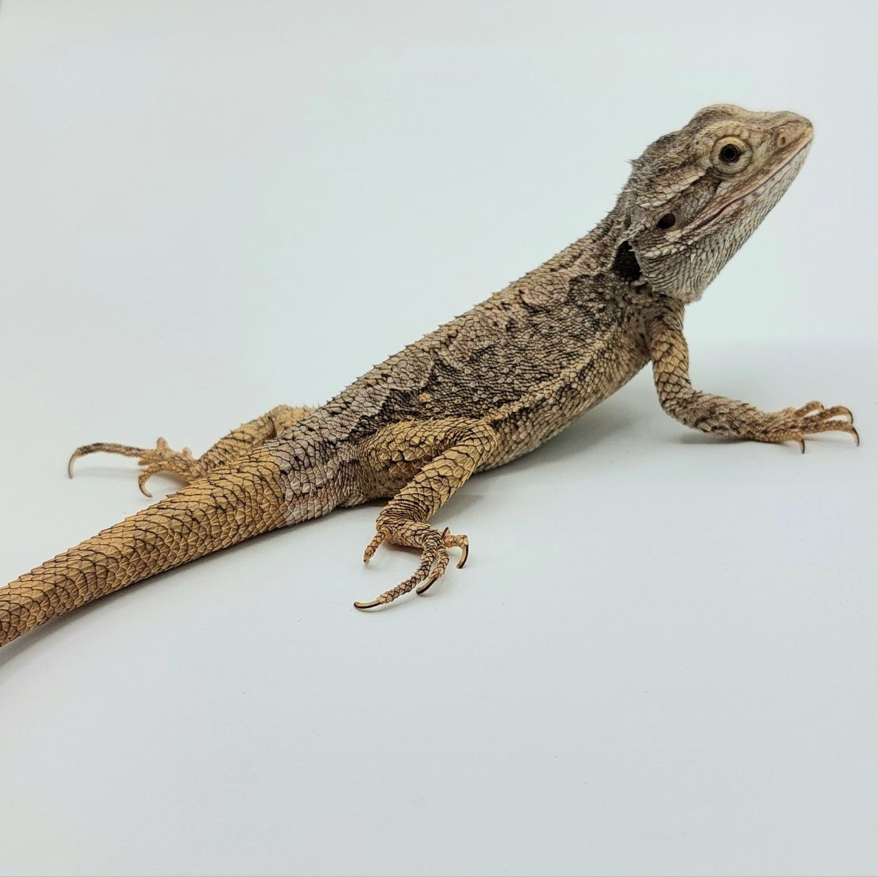 Pogona minor