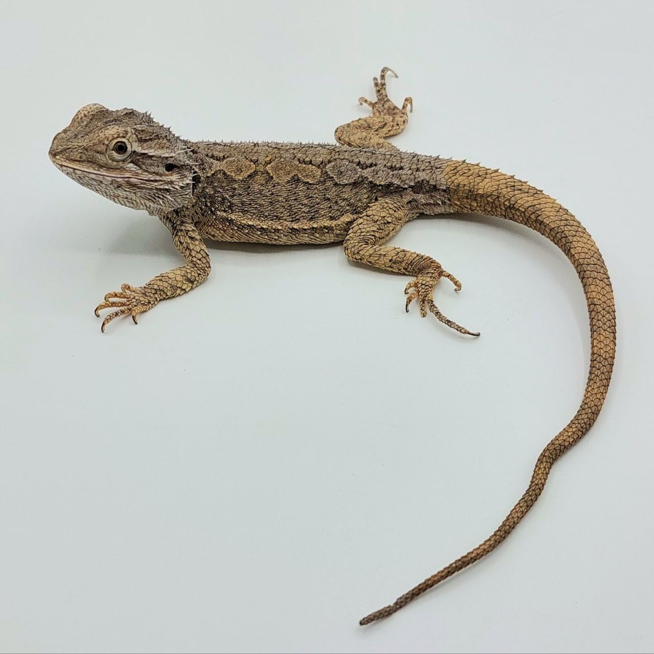 Pogona minor