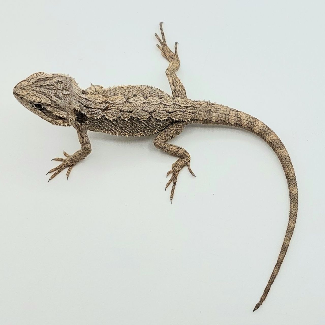 Pogona minor