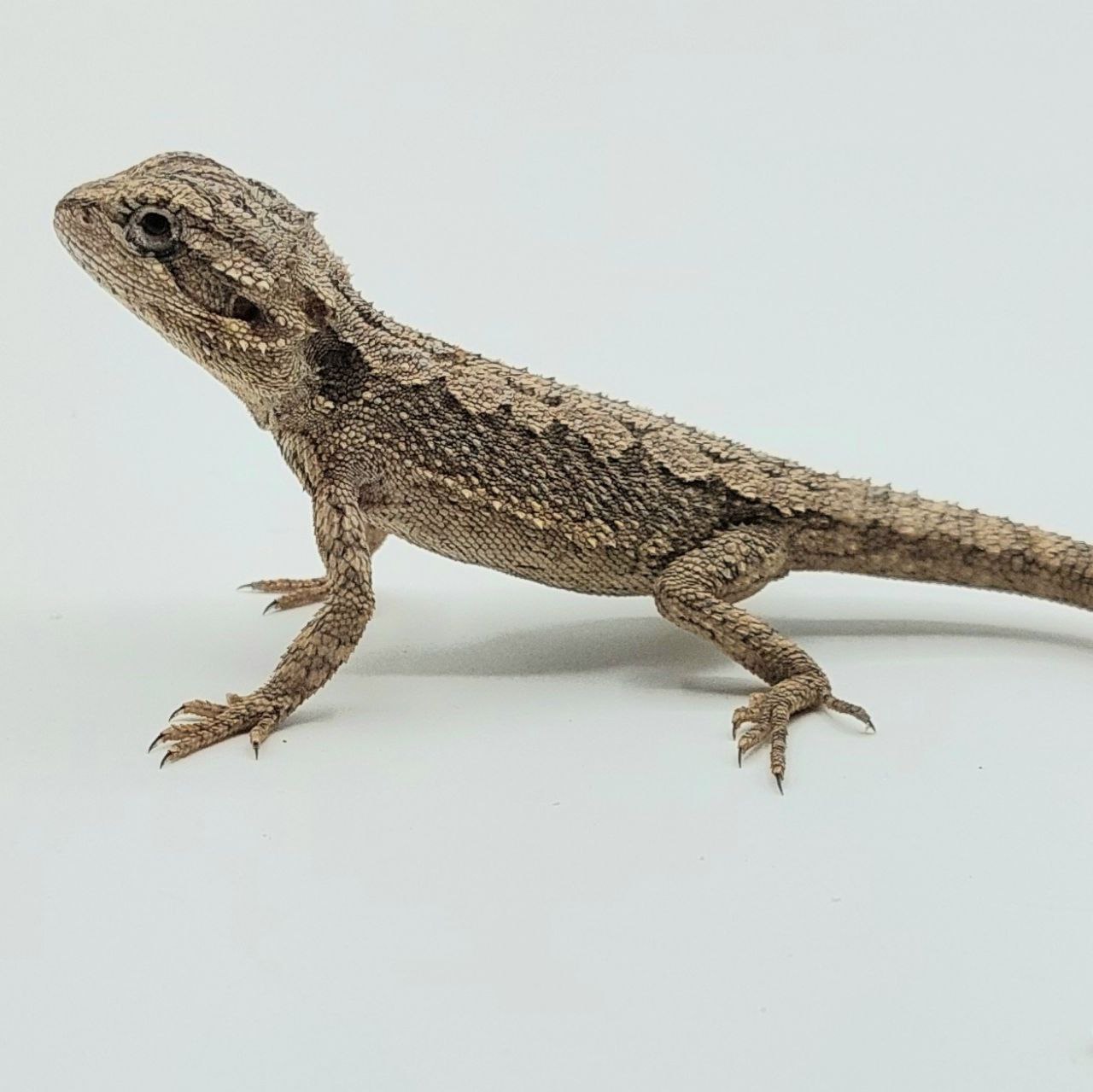 Pogona minor