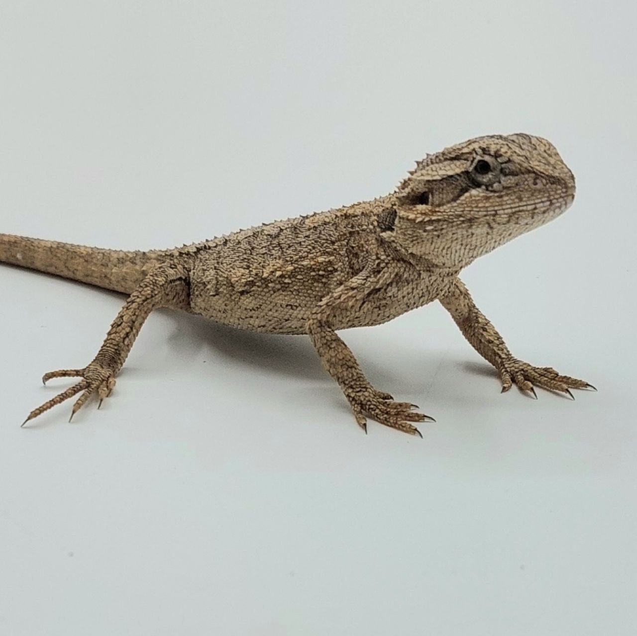 Pogona minor