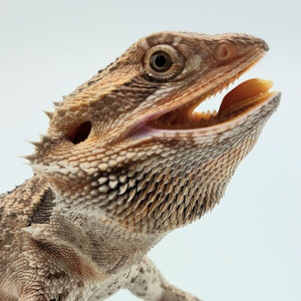 Pogona vittinor