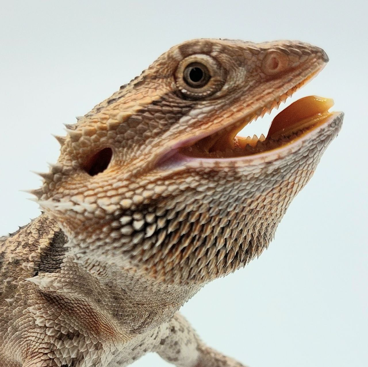 Pogona vittinor