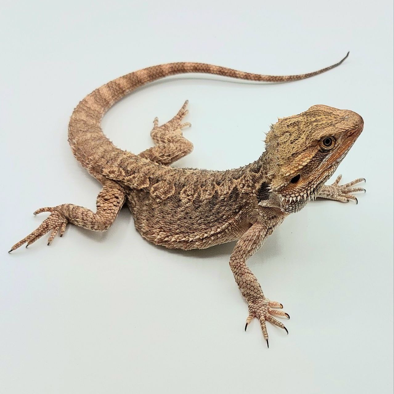 Pogona vittinor