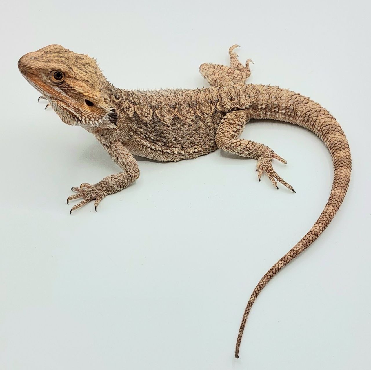 Pogona vittinor