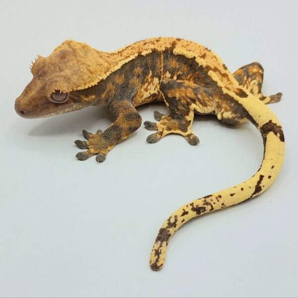 Gecko crestado – Correlophus ciliatus