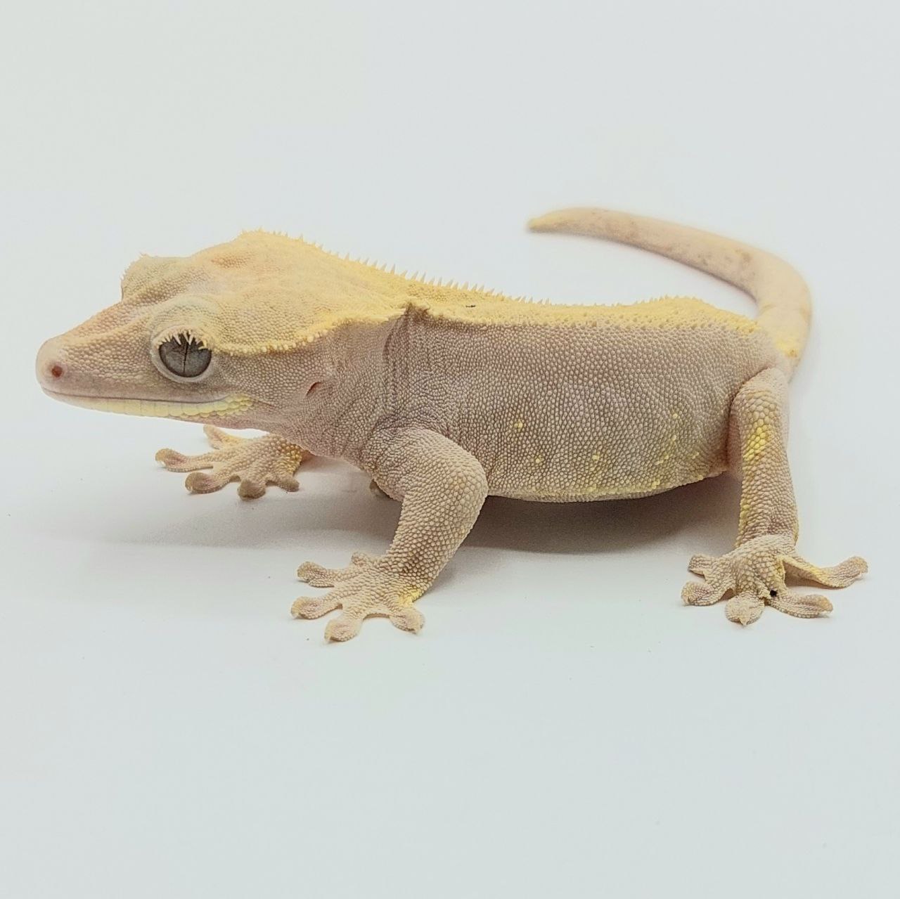 Gecko crestado – Correlophus ciliatus