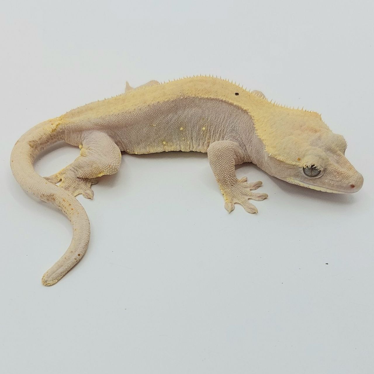 Gecko crestado – Correlophus ciliatus