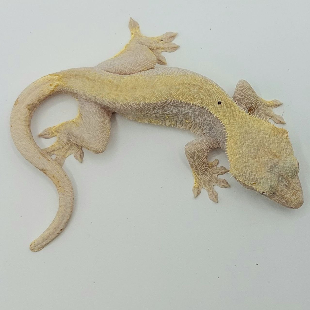 Gecko crestado – Correlophus ciliatus