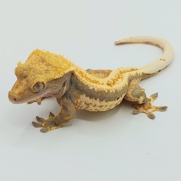 Gecko crestado – Correlophus ciliatus