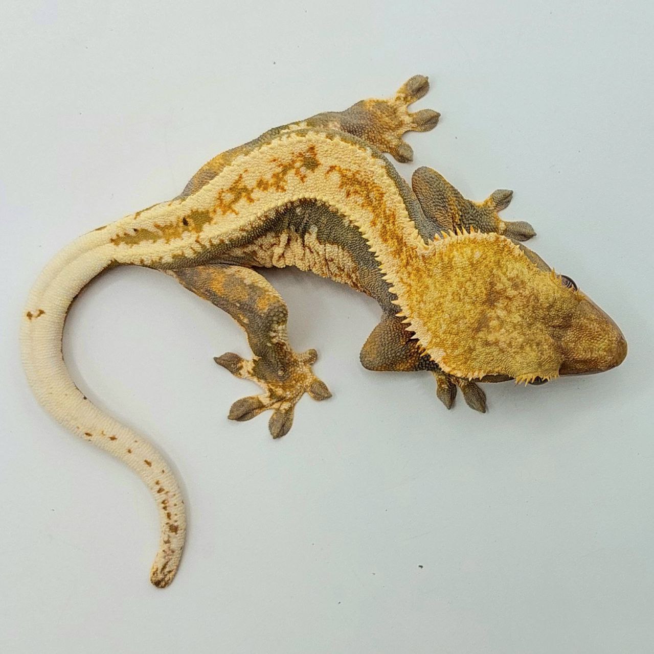 Gecko crestado – Correlophus ciliatus