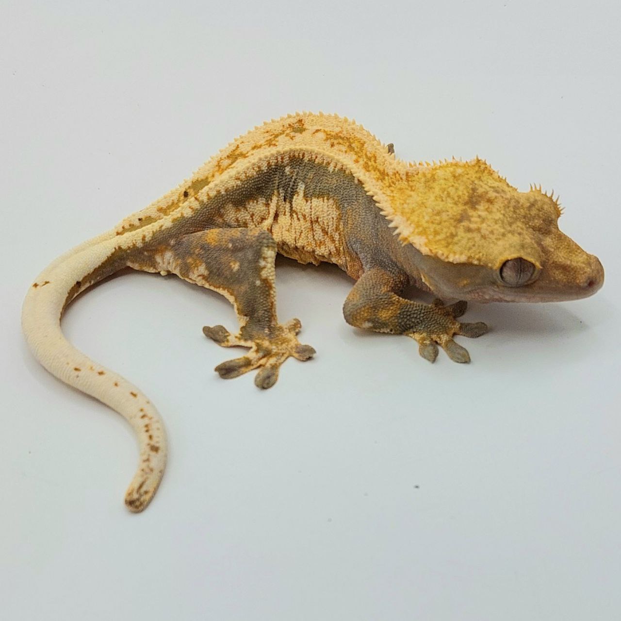 Gecko crestado – Correlophus ciliatus