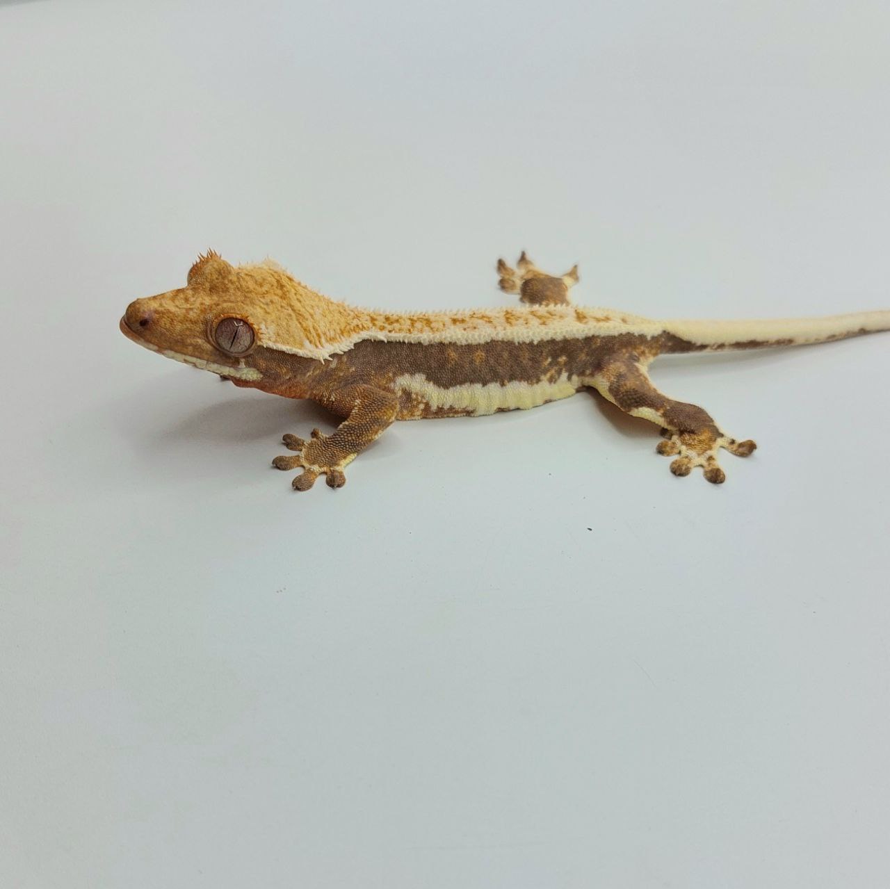 Gecko crestado – Correlophus ciliatus