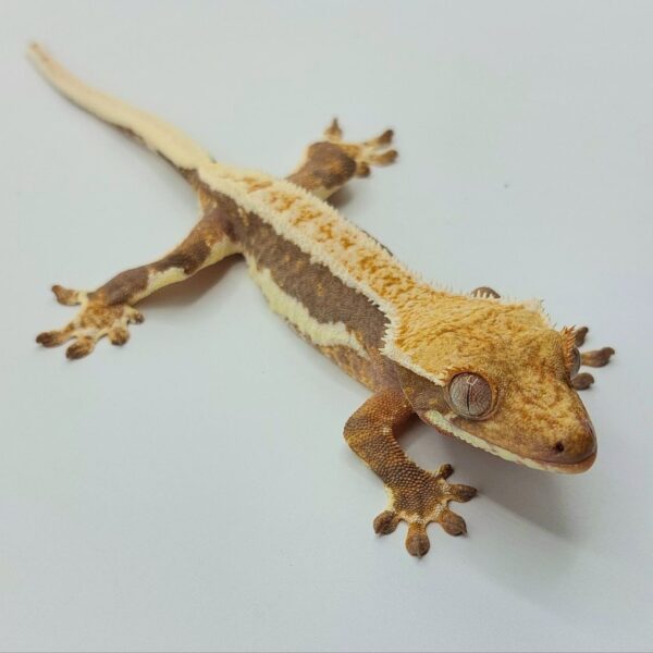 Gecko crestado – Correlophus ciliatus