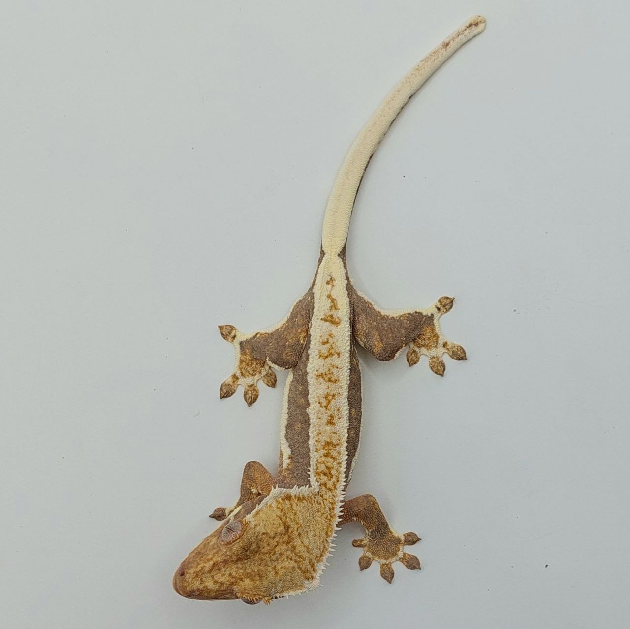 Gecko crestado – Correlophus ciliatus