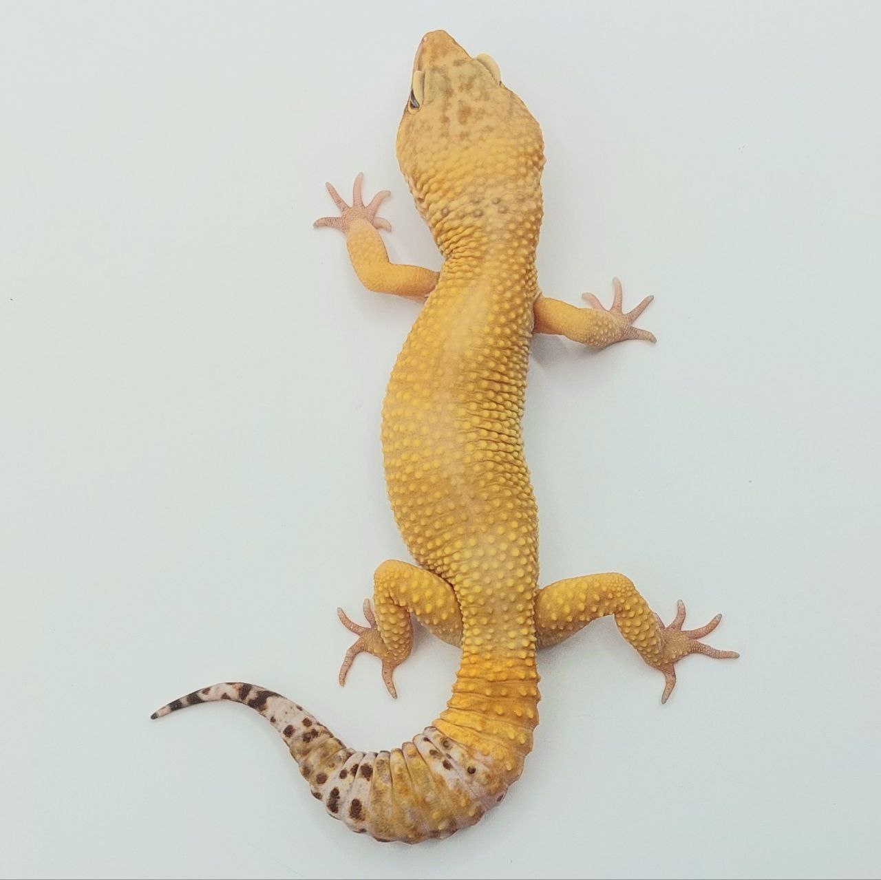 Gecko Leopardo – Eublepharis macularius