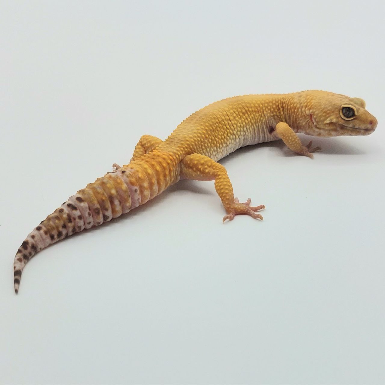 Gecko Leopardo – Eublepharis macularius