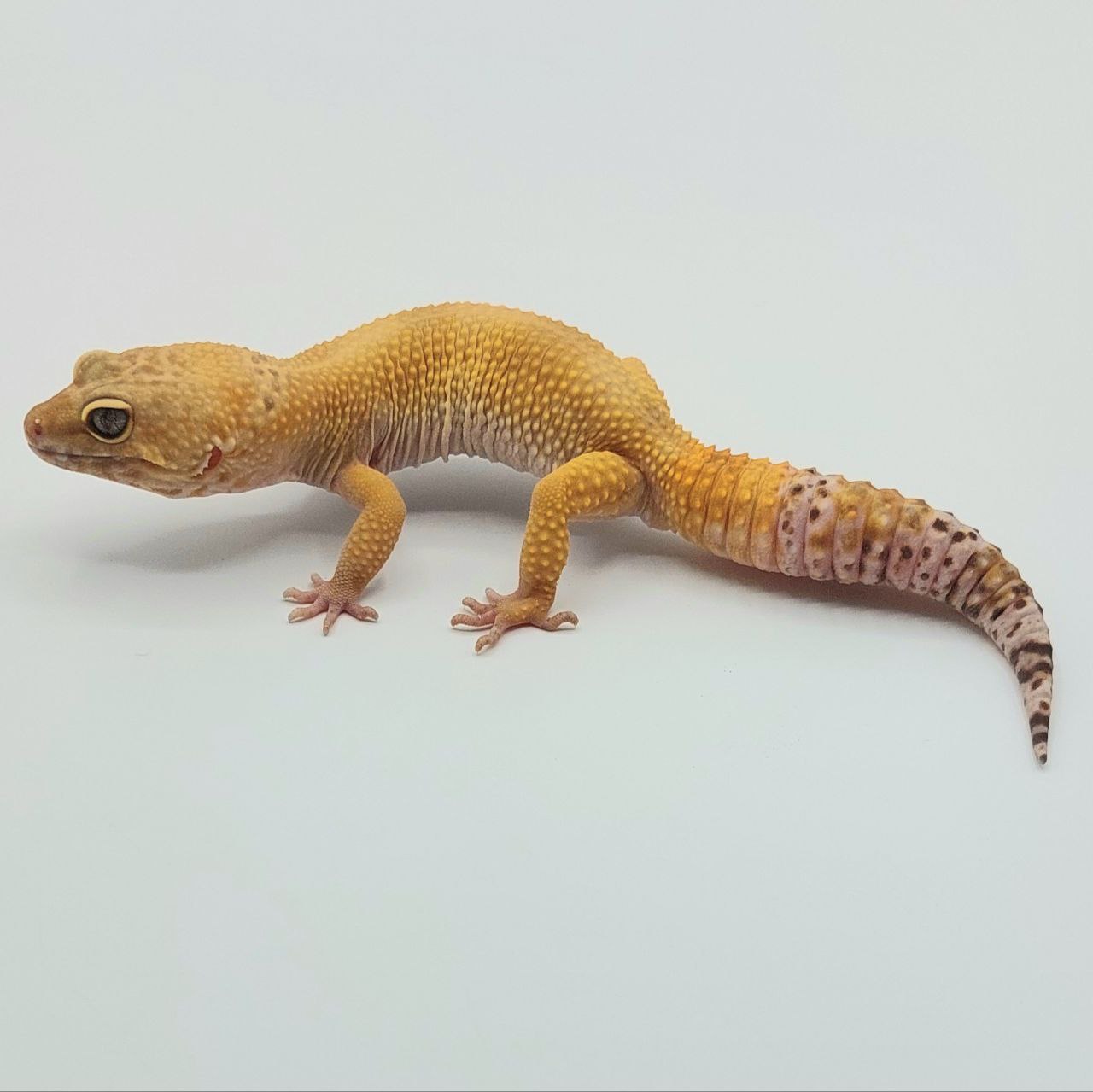 Gecko Leopardo – Eublepharis macularius
