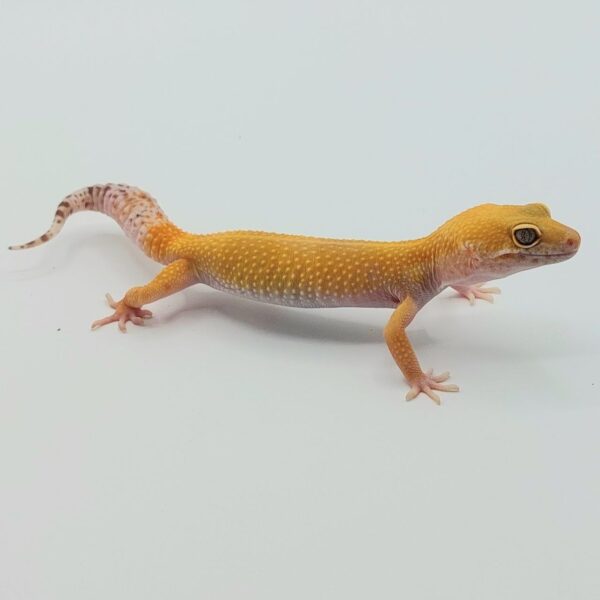 Gecko Leopardo – Eublepharis macularius