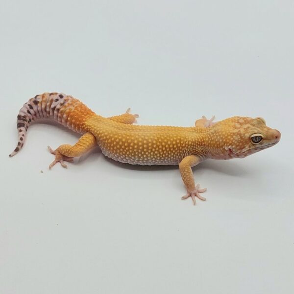 Gecko Leopardo – Eublepharis macularius