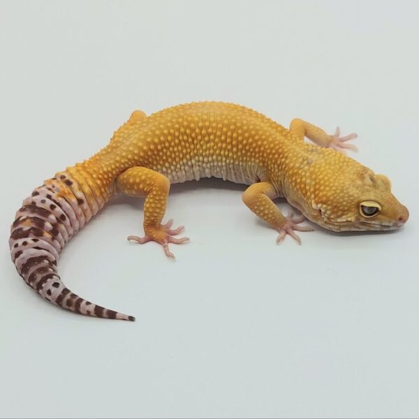 Gecko Leopardo – Eublepharis macularius