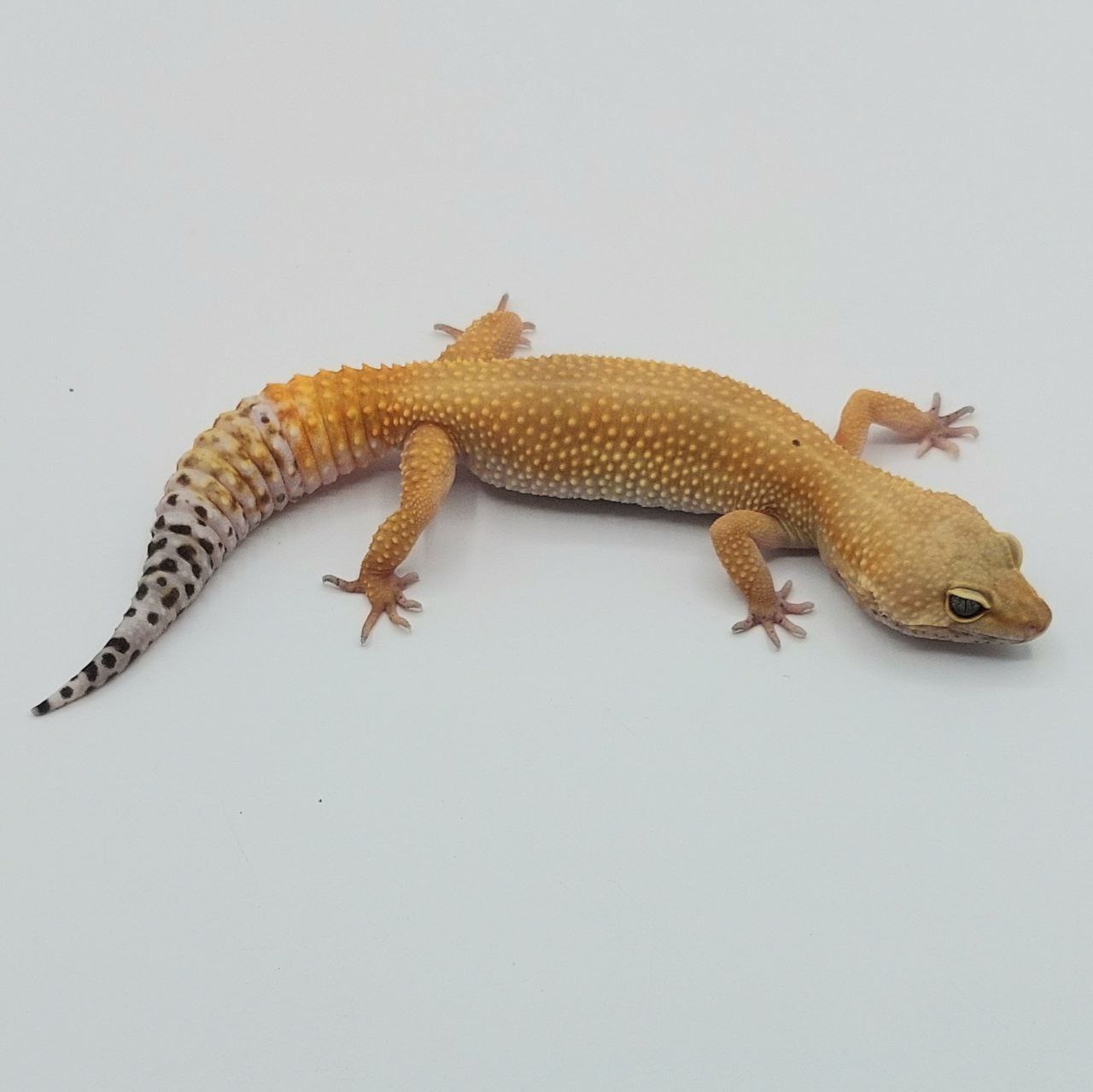 Gecko Leopardo – Eublepharis macularius