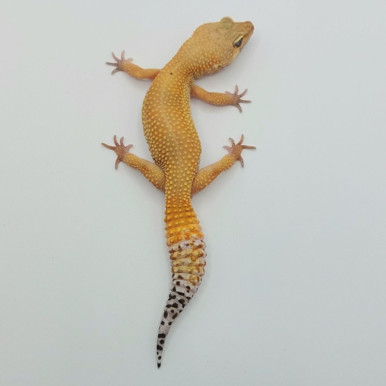 Gecko Leopardo – Eublepharis macularius