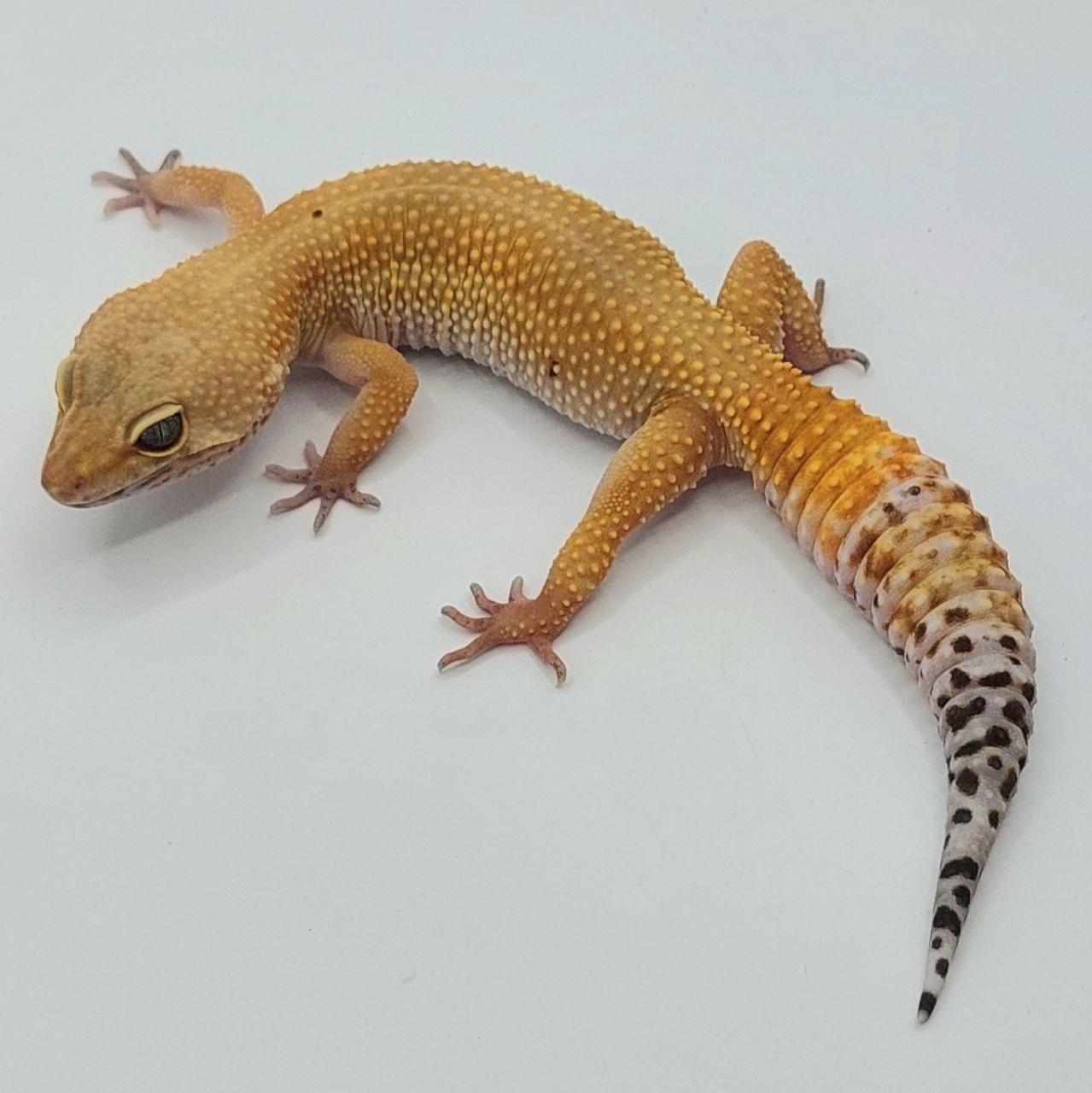Gecko Leopardo – Eublepharis macularius