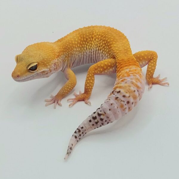 Gecko Leopardo – Eublepharis macularius