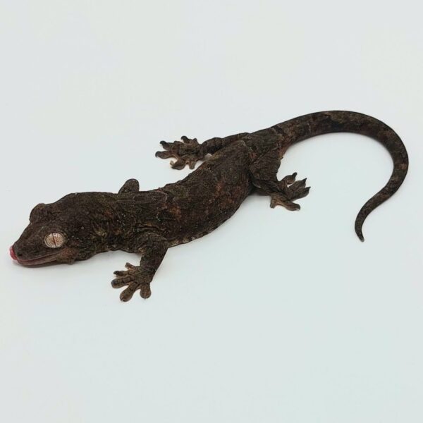 El gecko musgo – Mniarogekko chahoua