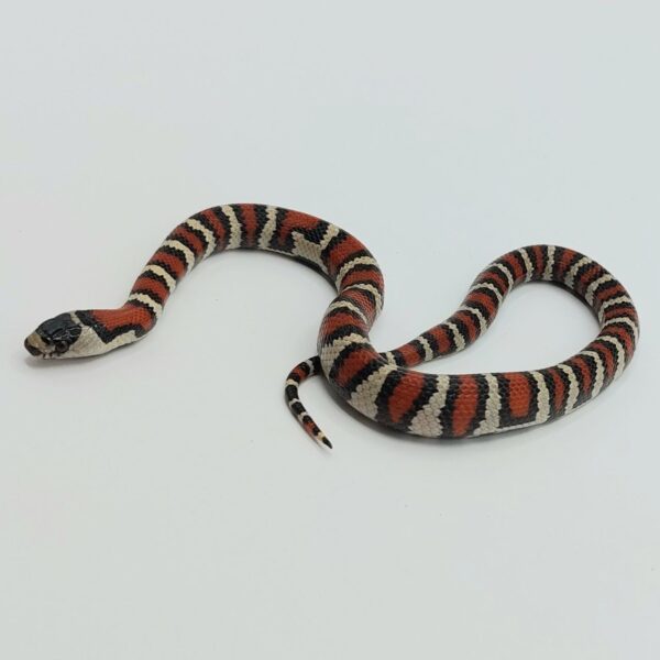 Serpiente falsa coral – Lampropeltis leonis x ruthveni