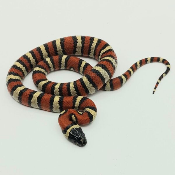 Serpiente falsa coral – Lampropeltis leonis x ruthveni