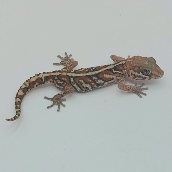 Gecko pantera – Paroedura picta