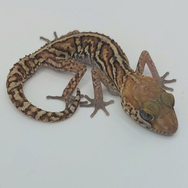 Gecko pantera – Paroedura picta