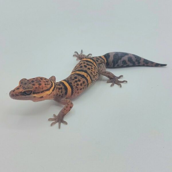 gecko leopardo de bawangling - goniurosaurus bawanglingensis