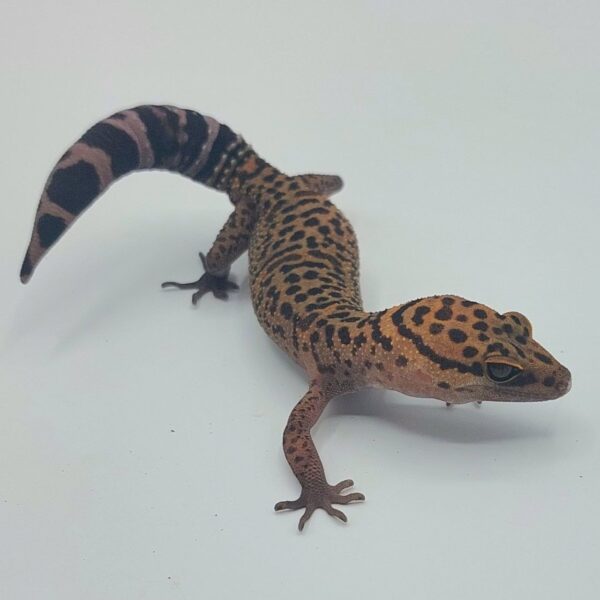 gecko leopardo de bawangling - goniurosaurus bawanglingensis