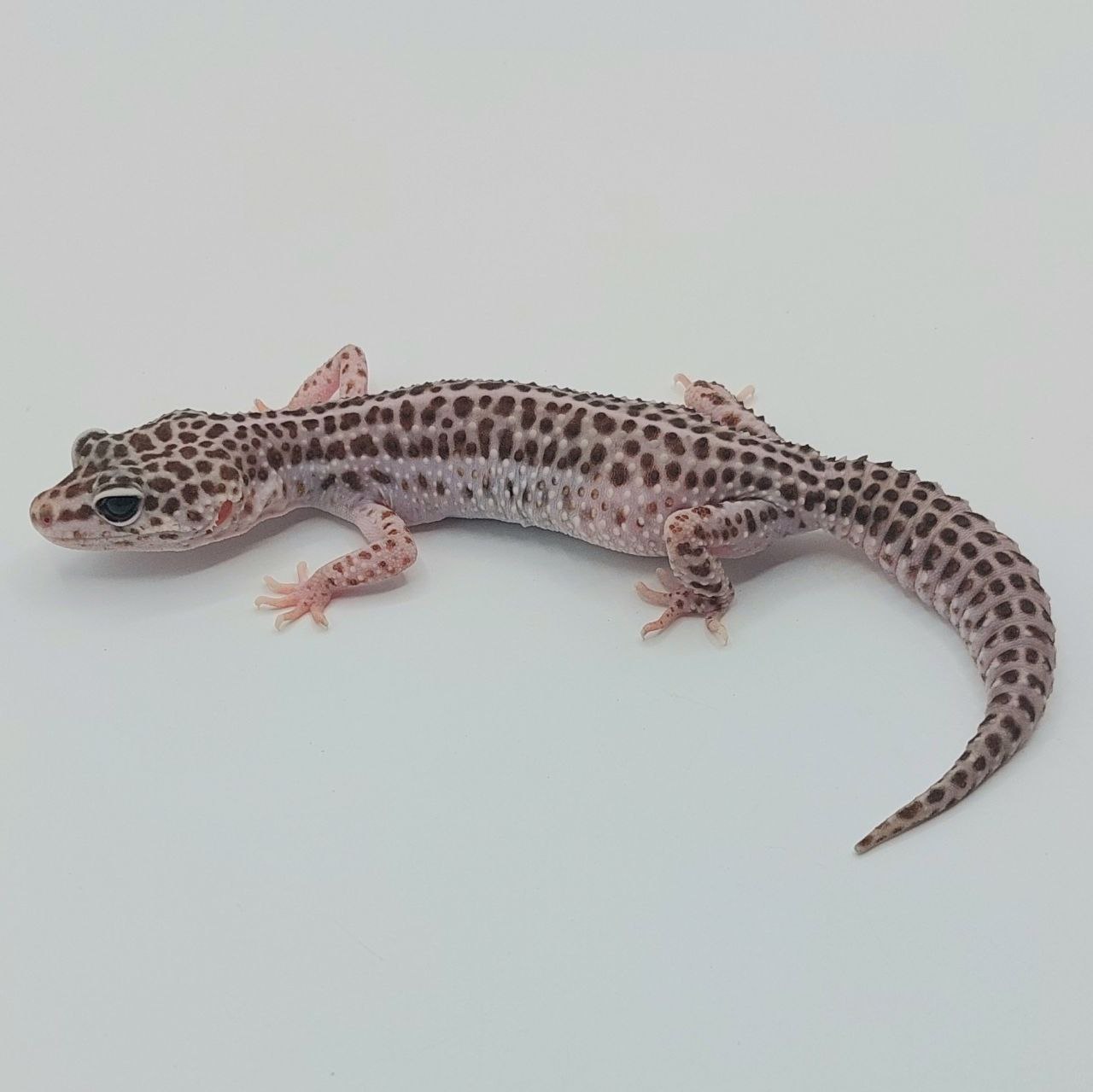 Gecko Leopardo – Eublepharis macularius