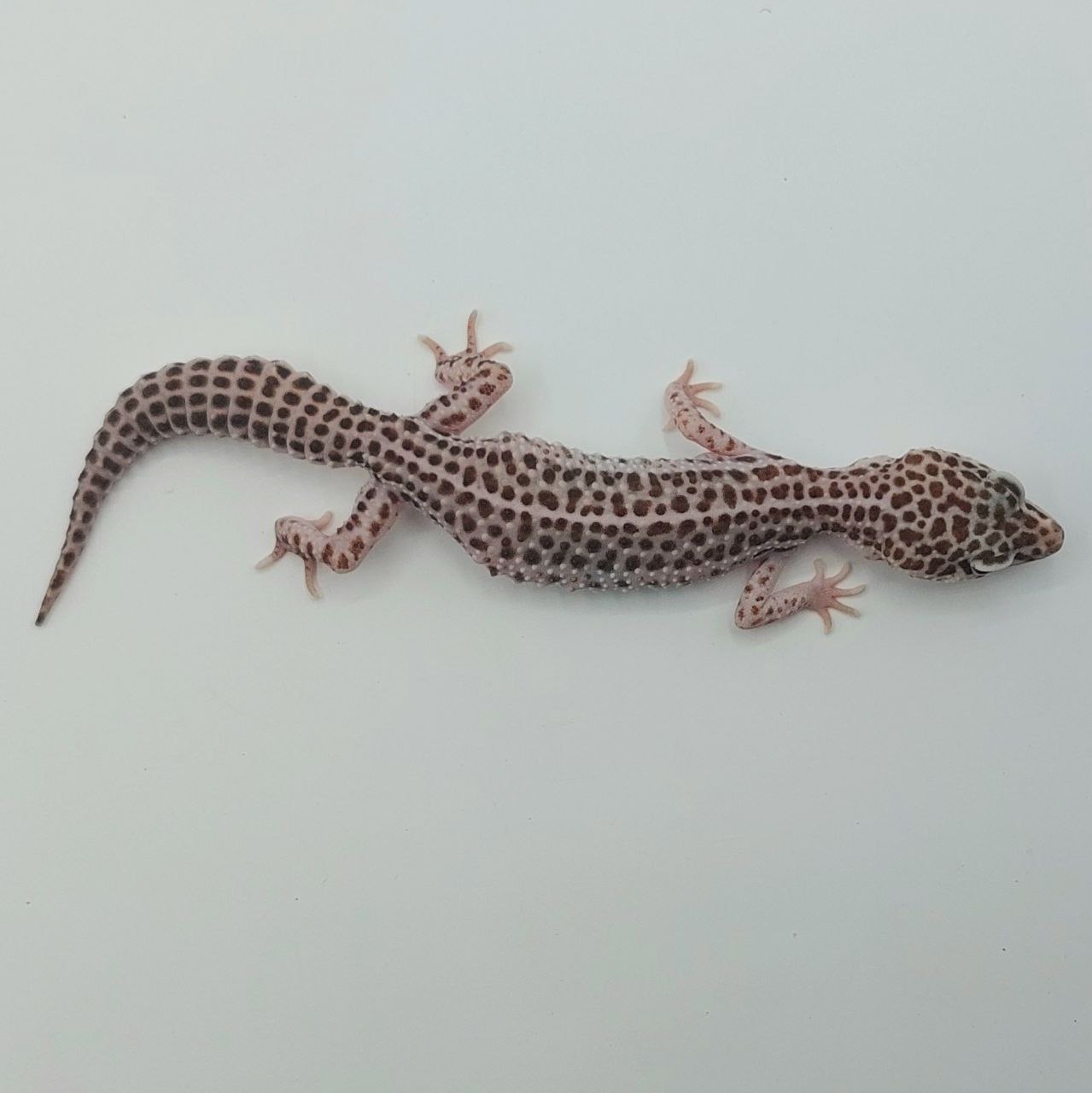 Gecko Leopardo – Eublepharis macularius