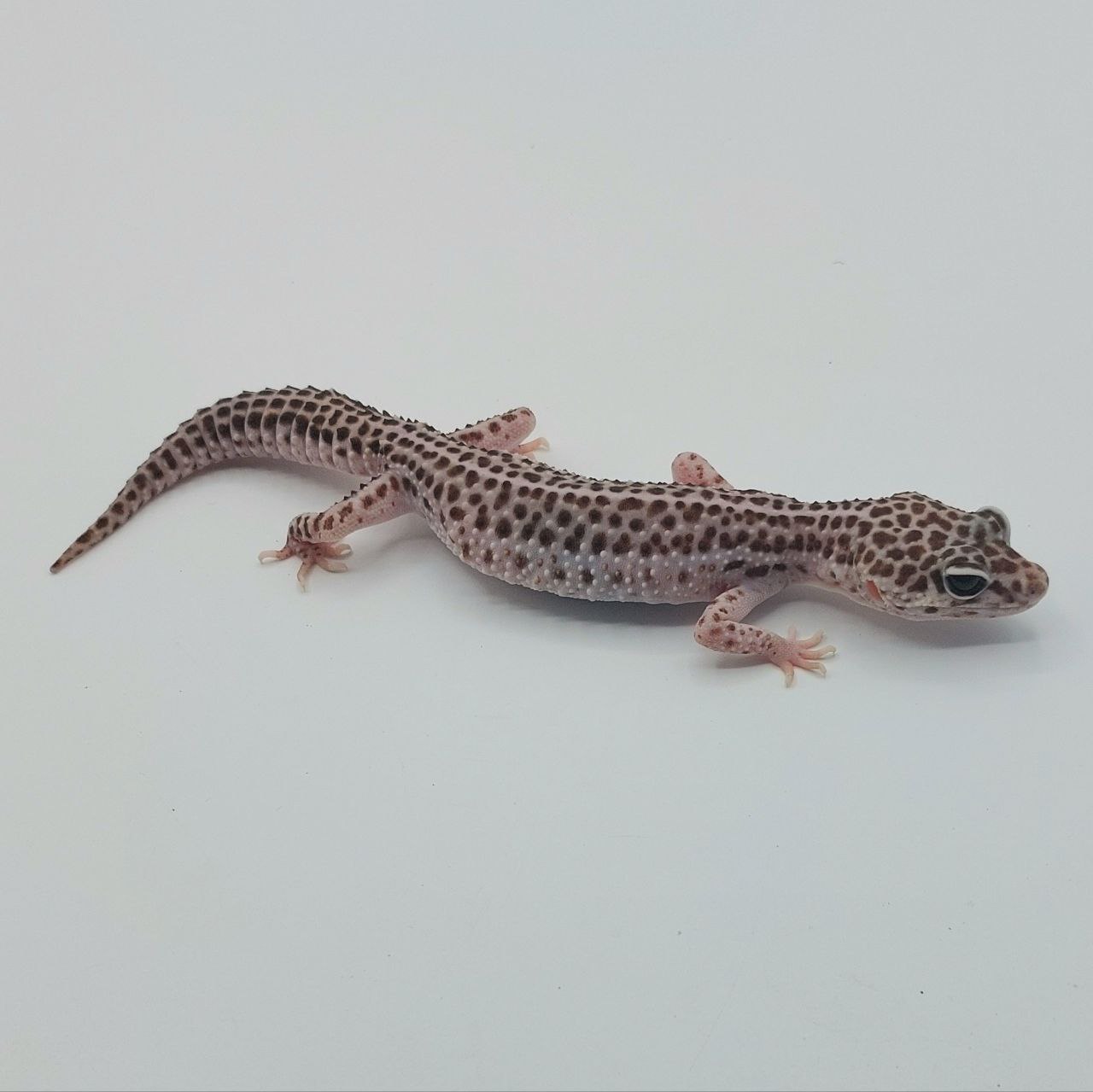 Gecko Leopardo – Eublepharis macularius