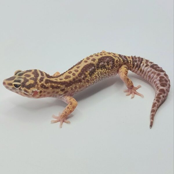 Gecko Leopardo – Eublepharis macularius